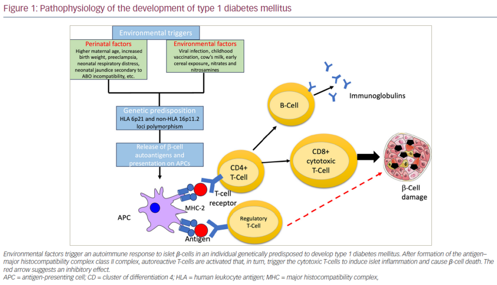 Teplizumab In Type 1 Diabetes Mellitus: An Updated Review ...