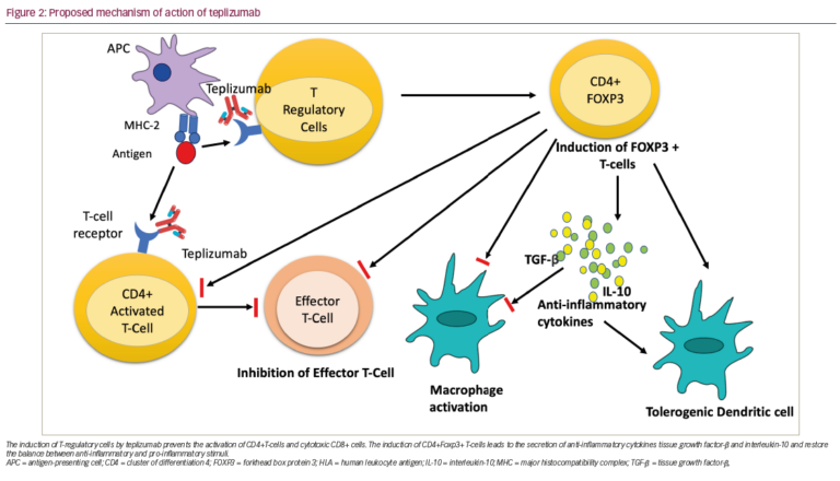 Teplizumab In Type 1 Diabetes Mellitus: An Updated Review ...