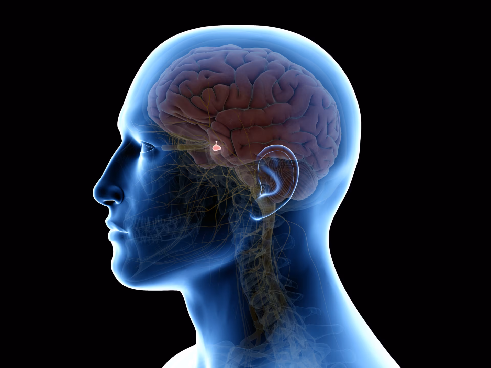 3d rendered medically accurate illustration of the pituitary gland