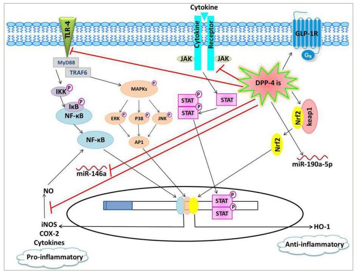 Figure 1: Schematic presentation of the proposed anti-inflammatory effects of dipeptidyl peptidase-4 inhibitors