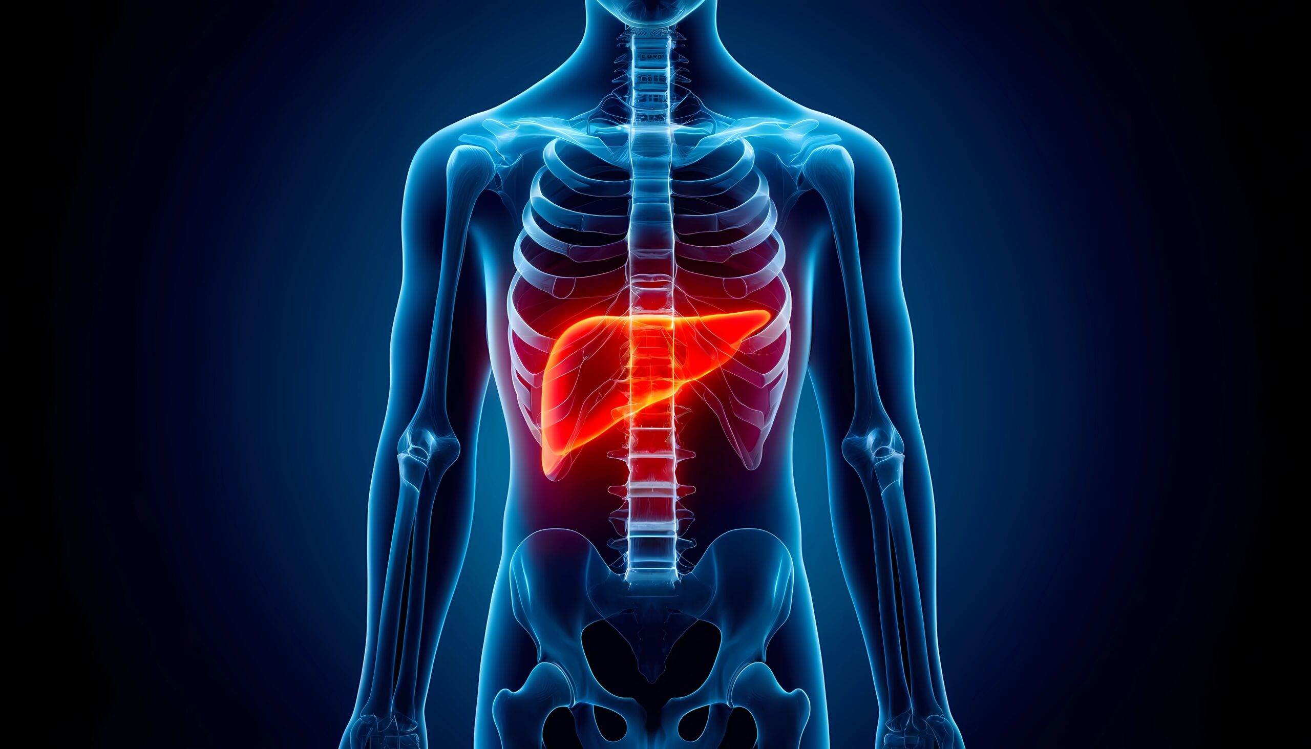 Medical x-ray image displaying liver highlighted in red showing inflammation and discomfort, Concept of gastroenterology, hepatology, and medical diagnostics