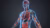 3D model of a body highlighting metabolic syndrome factors