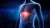 transparent torso diagram showing liver glowing other organs muted