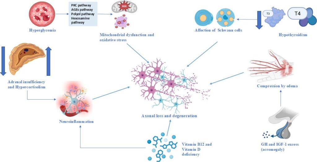 Figure 1: Metabolic and hormonal contributions to nerve injury