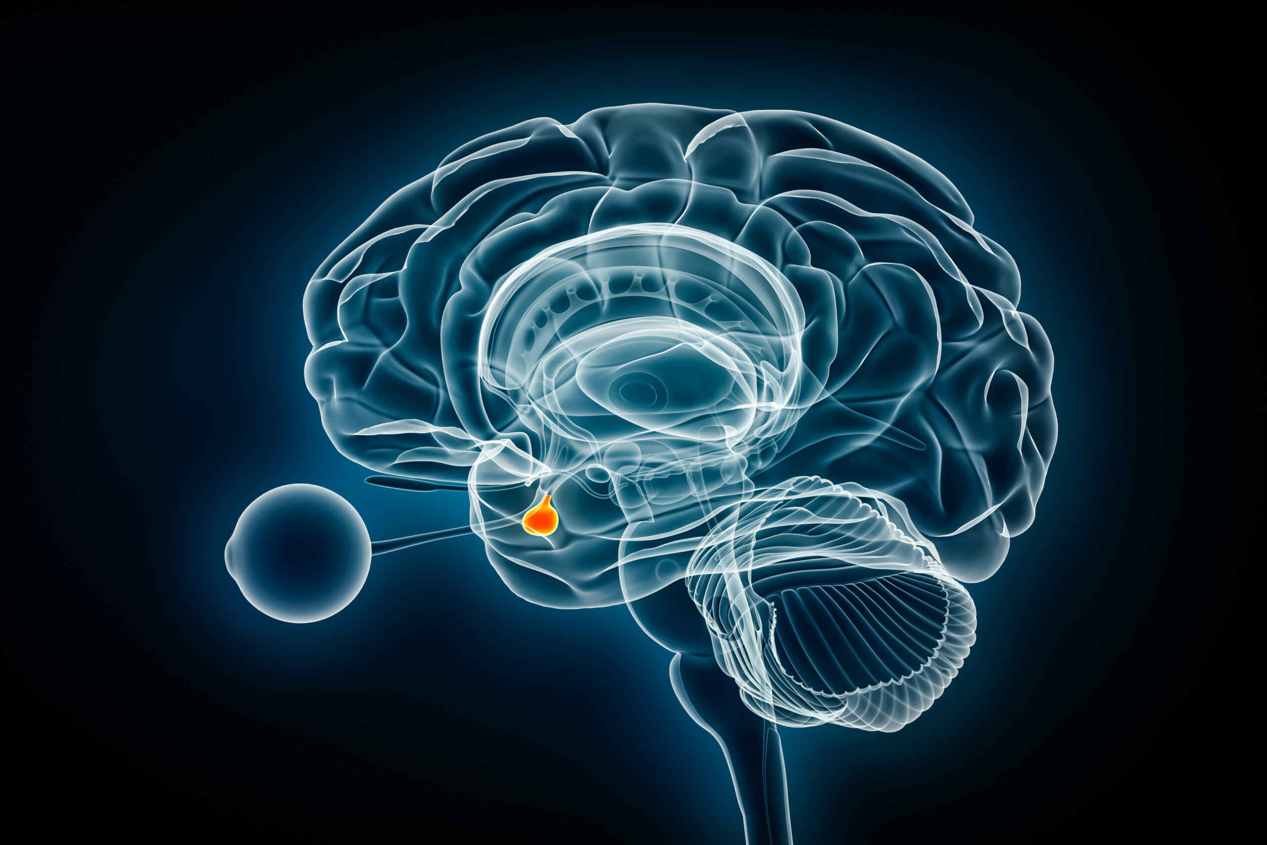 Pituitary gland or neurohypophysis x-ray view 3D rendering illustration. Human brain, nervous and endocrine system anatomy, medical, healthcare, science, neuroscience, neurology concepts